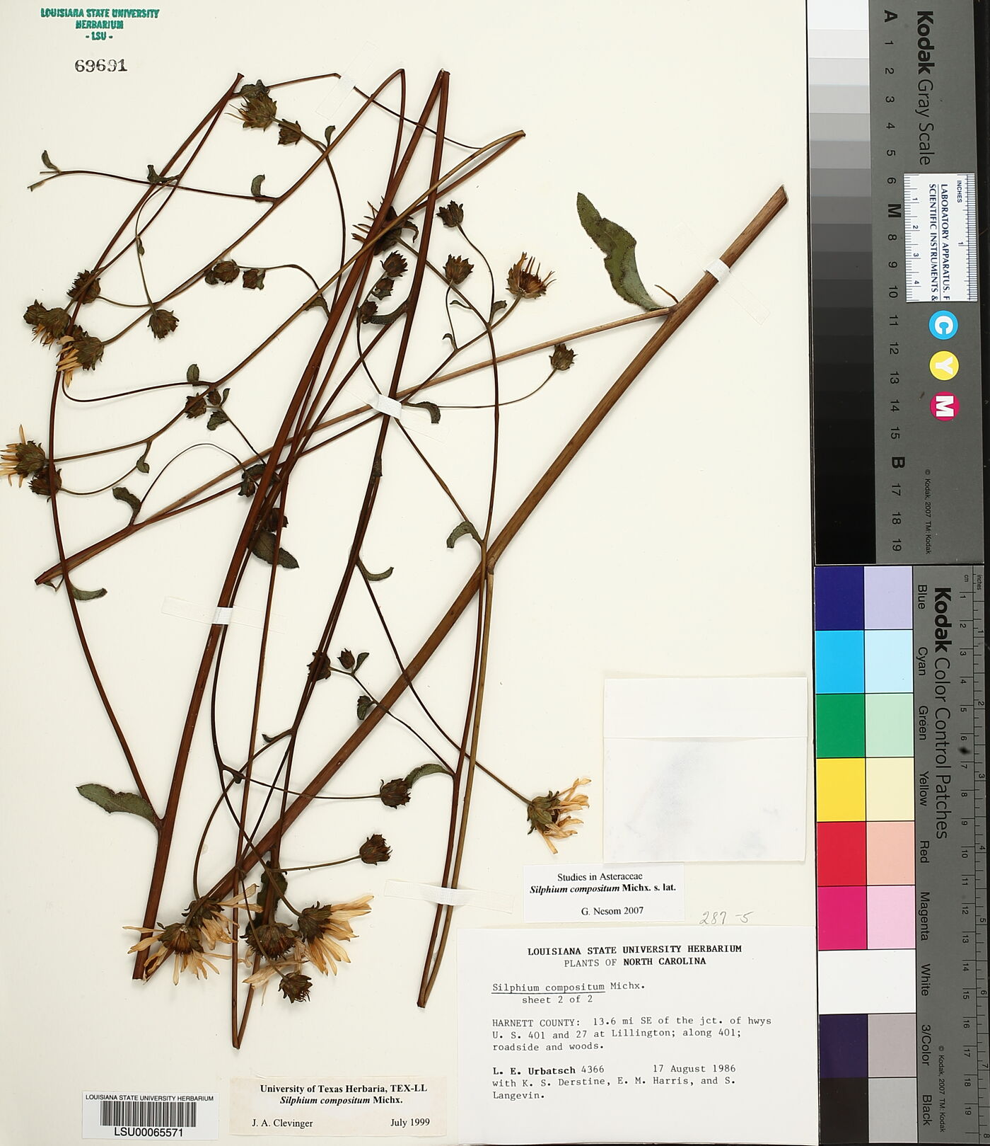 Silphium compositum image