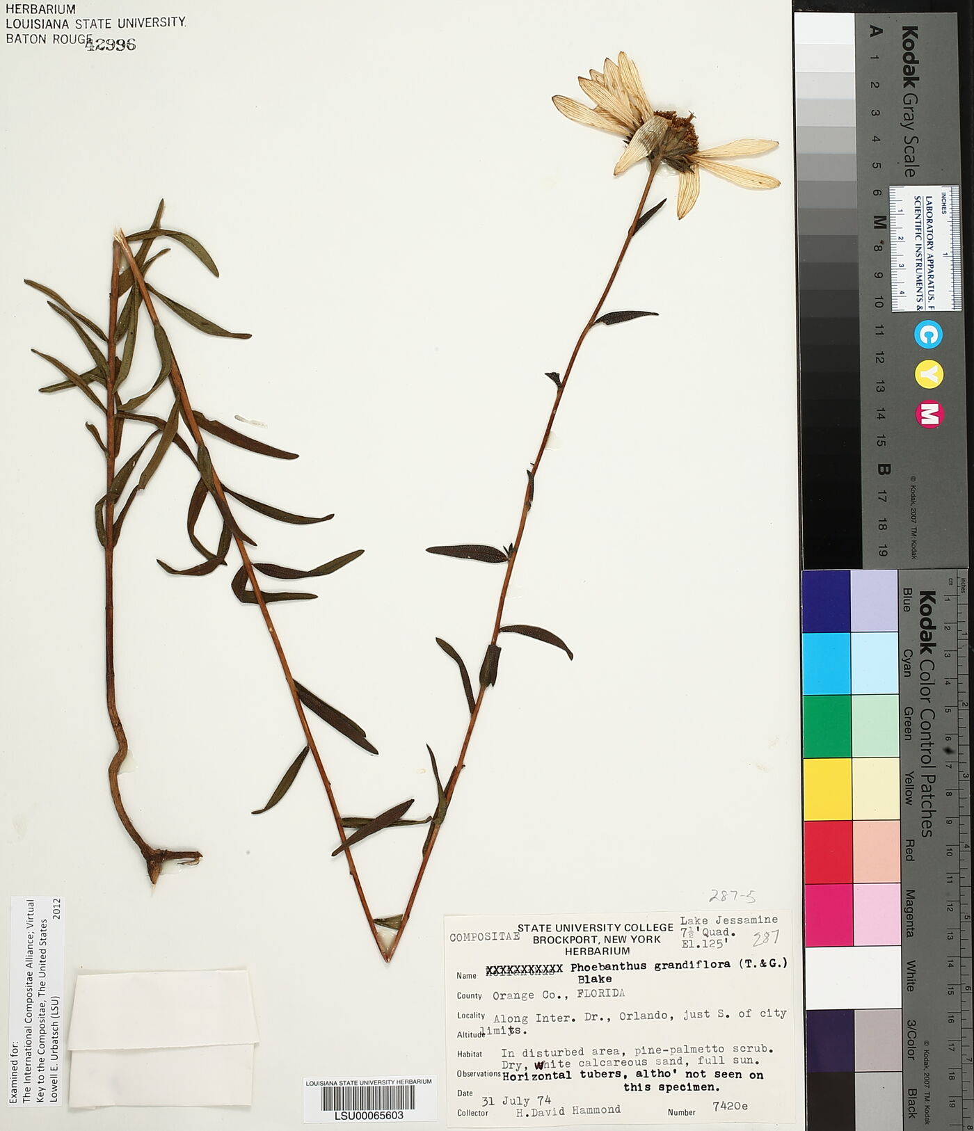 Phoebanthus grandiflorus image