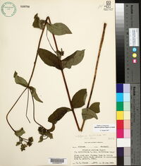 Silphium asteriscus var. latifolium image