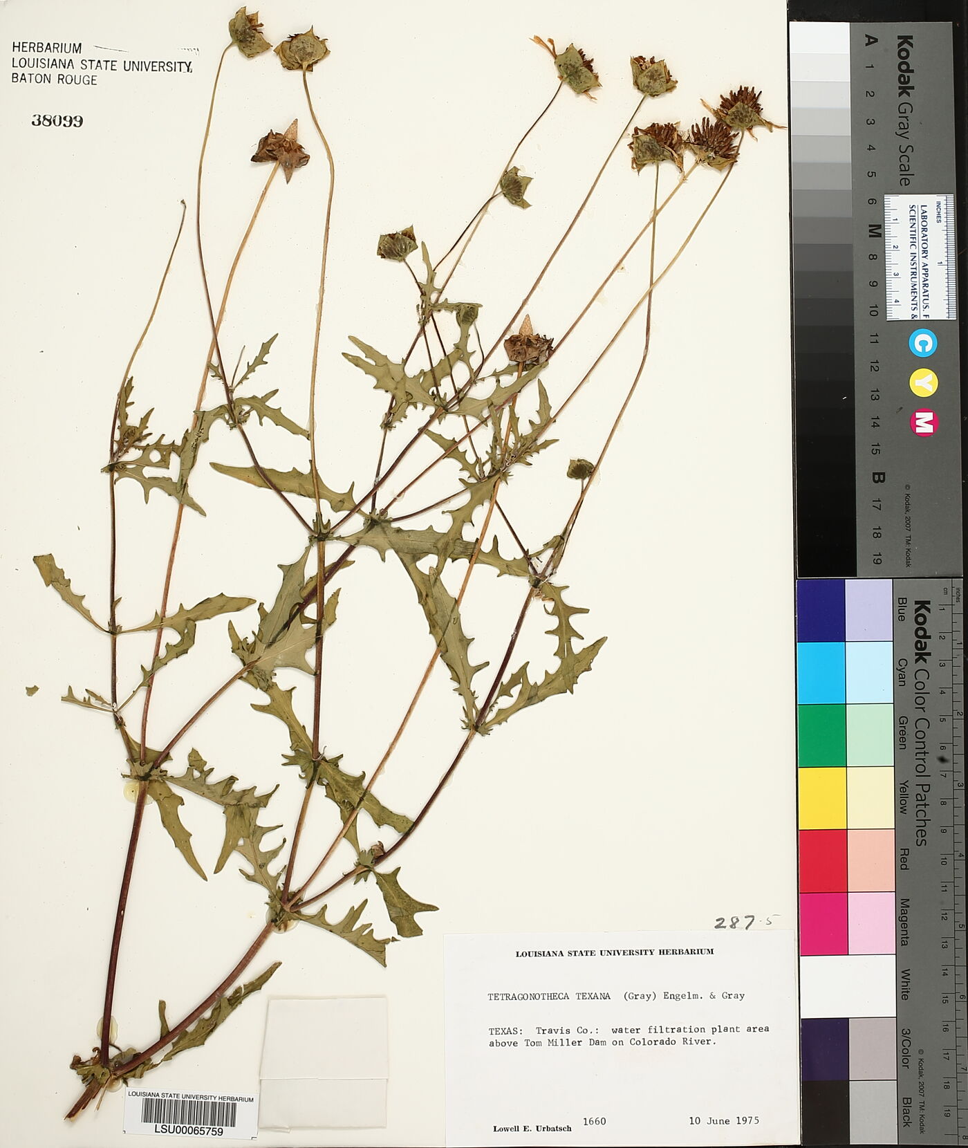 Tetragonotheca texana image