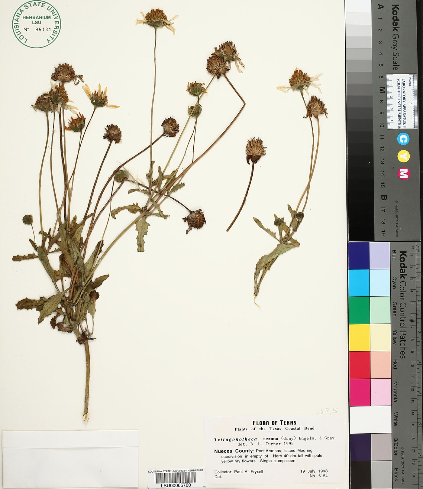 Tetragonotheca texana image
