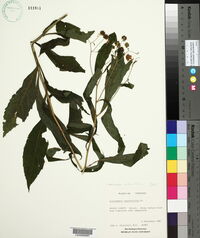 Verbesina alternifolia image