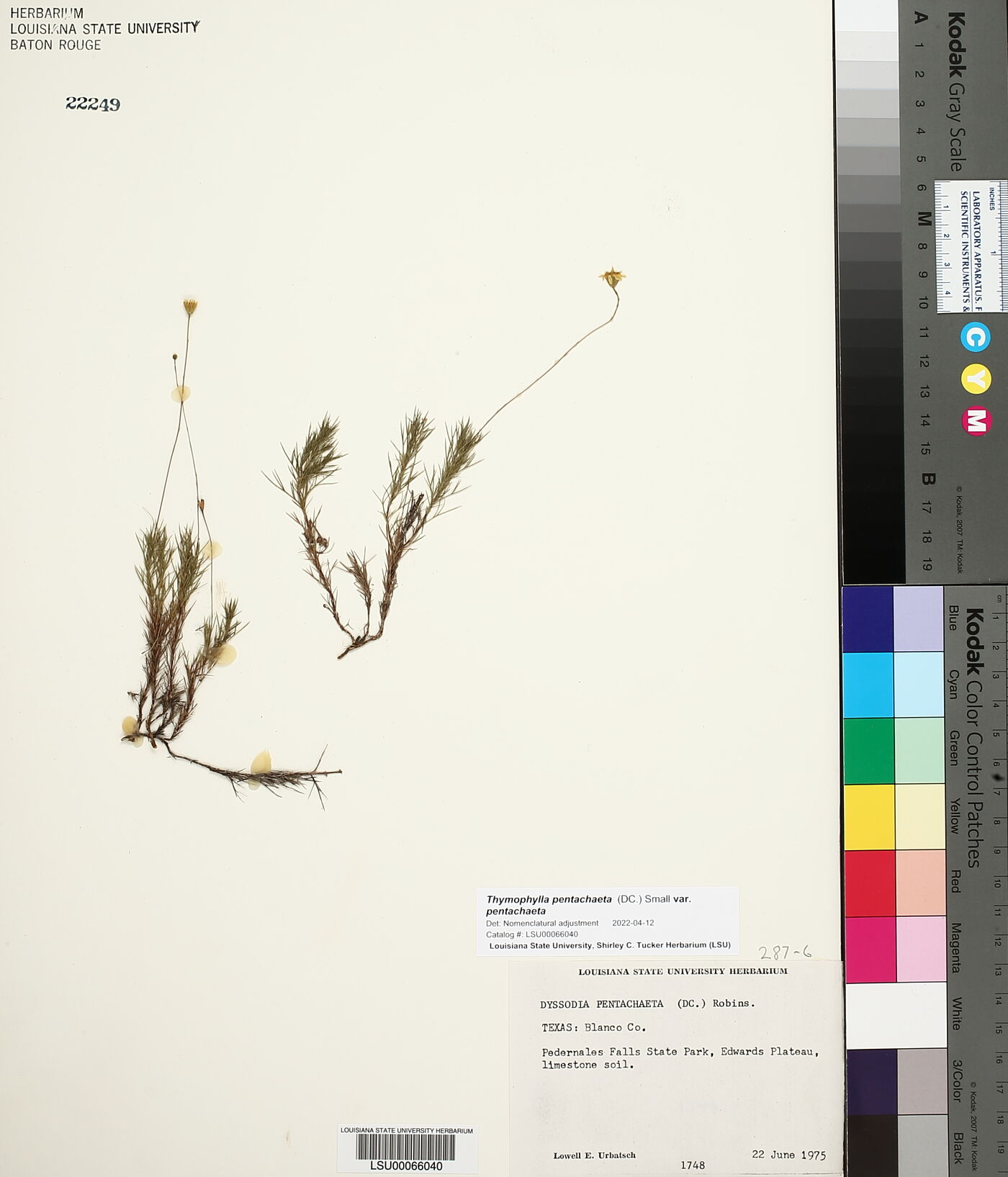 Thymophylla pentachaeta var. pentachaeta image
