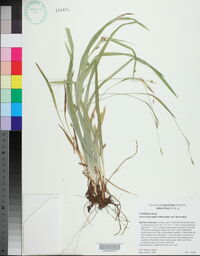 Carex laxiculmis image