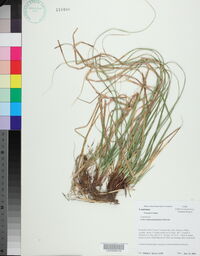 Carex nigromarginata image