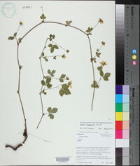 Rubus flagellaris image