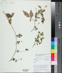 Rubus flagellaris image