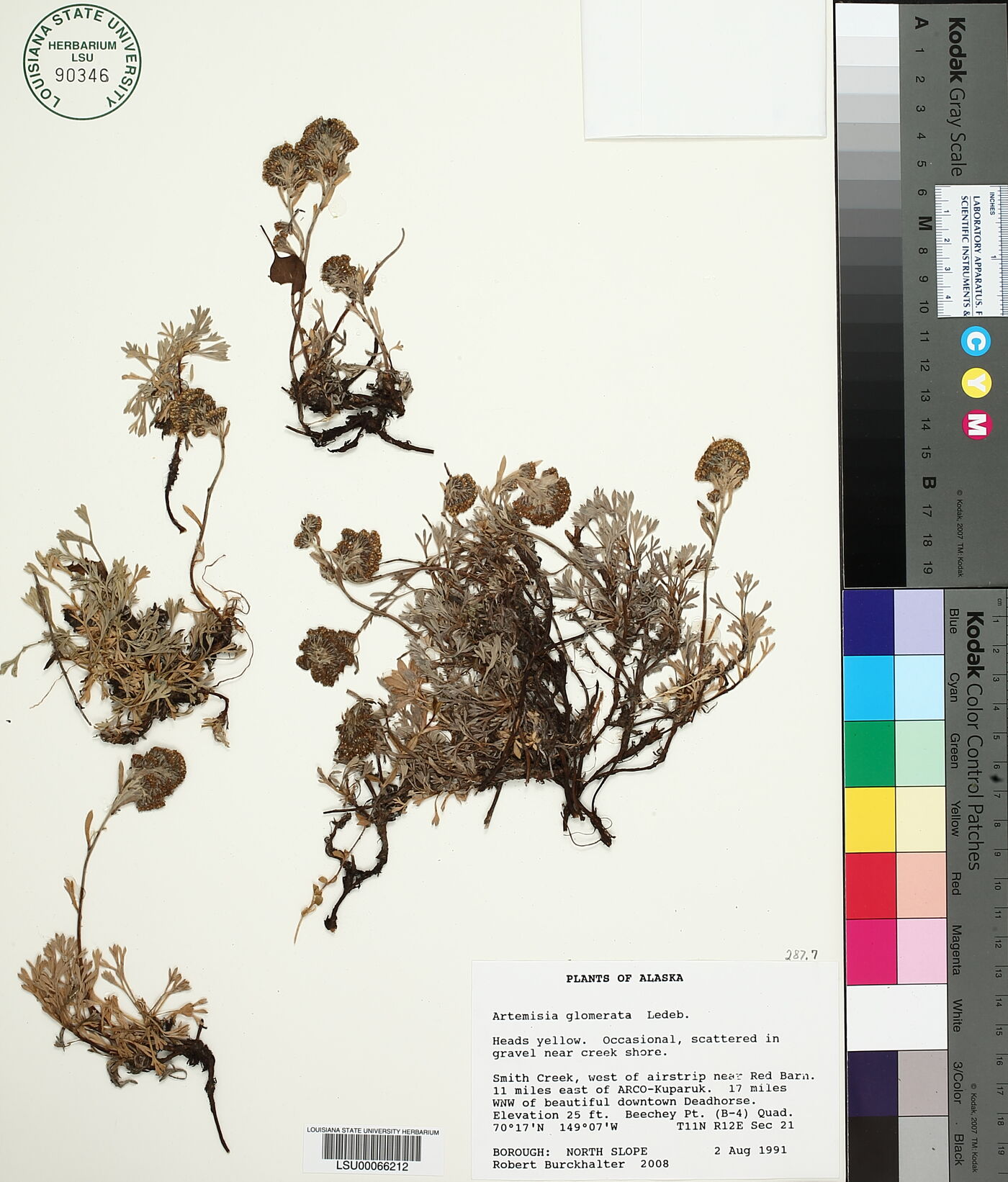 Artemisia glomerata image