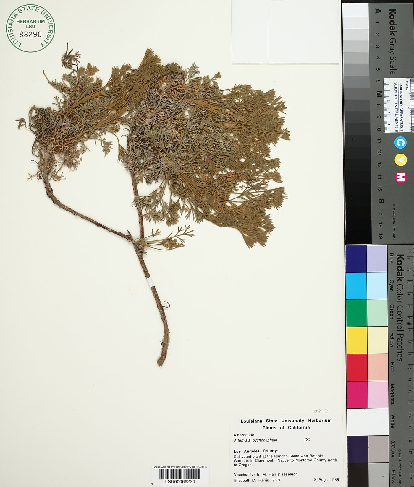 Artemisia pycnocephala image
