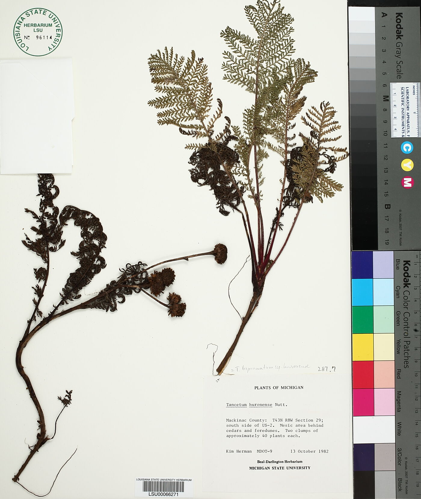 Tanacetum bipinnatum subsp. huronense image