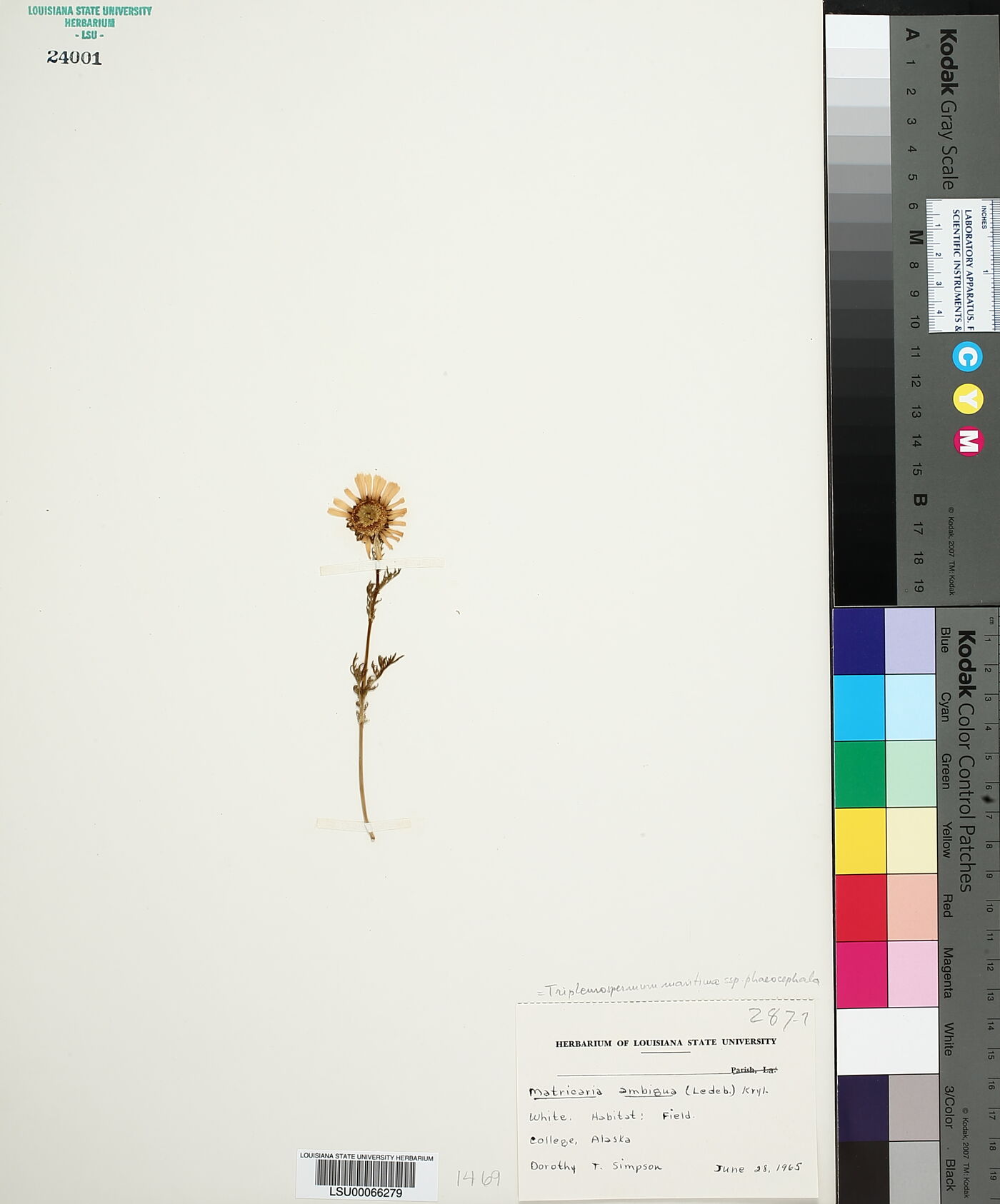 Tripleurospermum maritima subsp. phaeocephala image