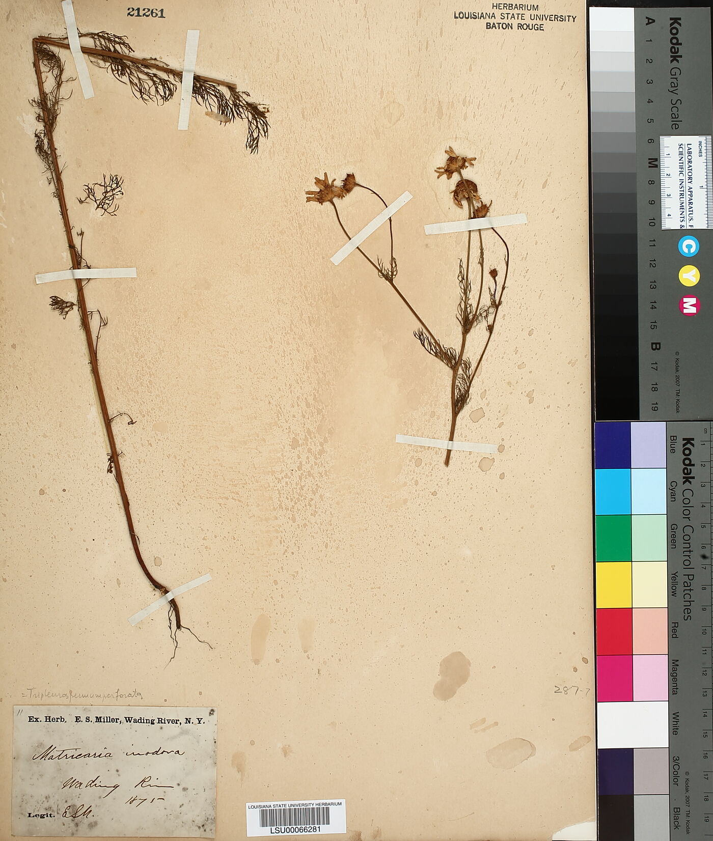 Tripleurospermum inodorum image