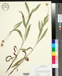 Arnica chamissonis subsp. foliosa image