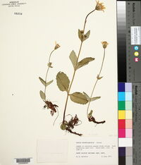 Arnica latifolia image