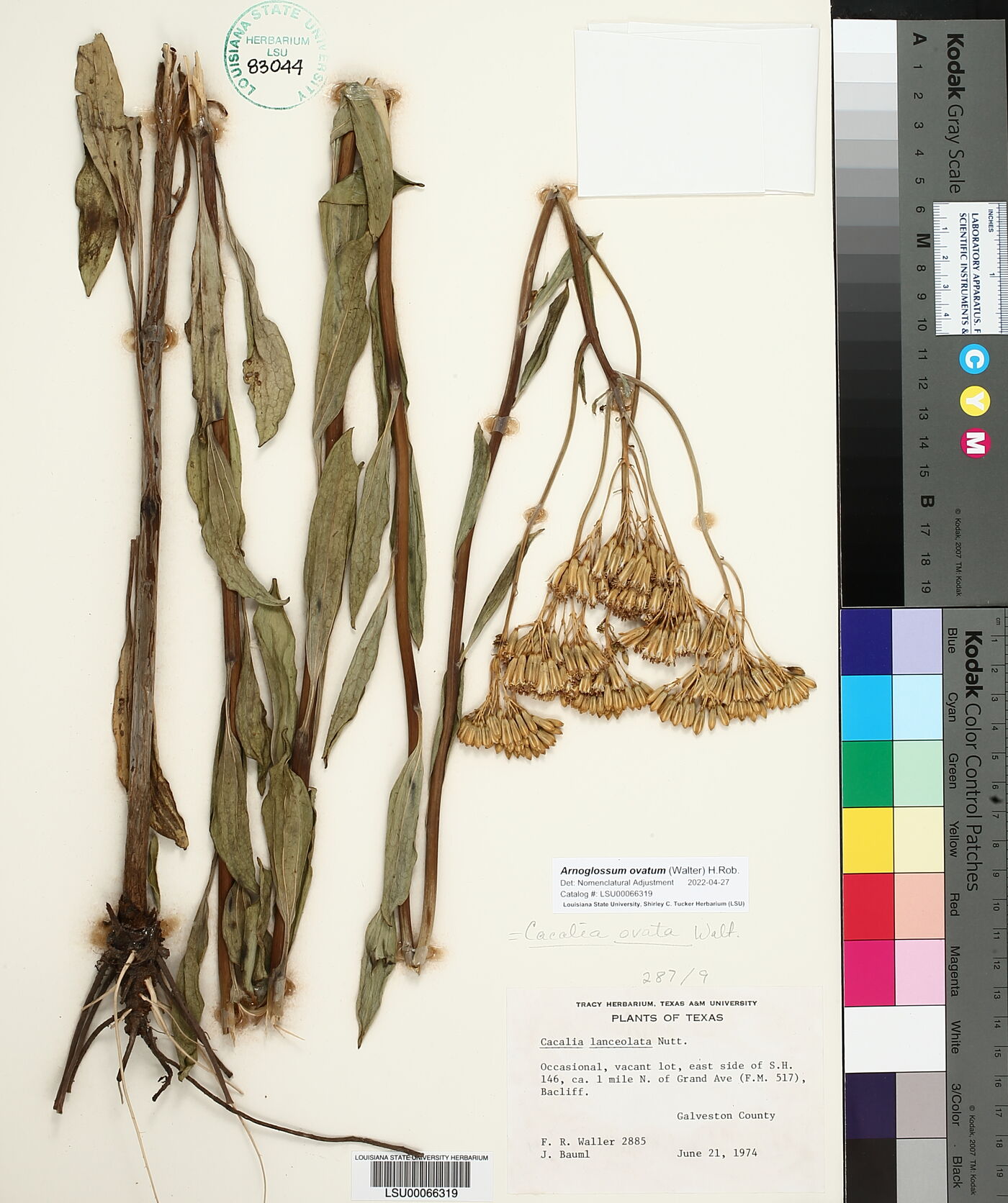 Arnoglossum ovatum image