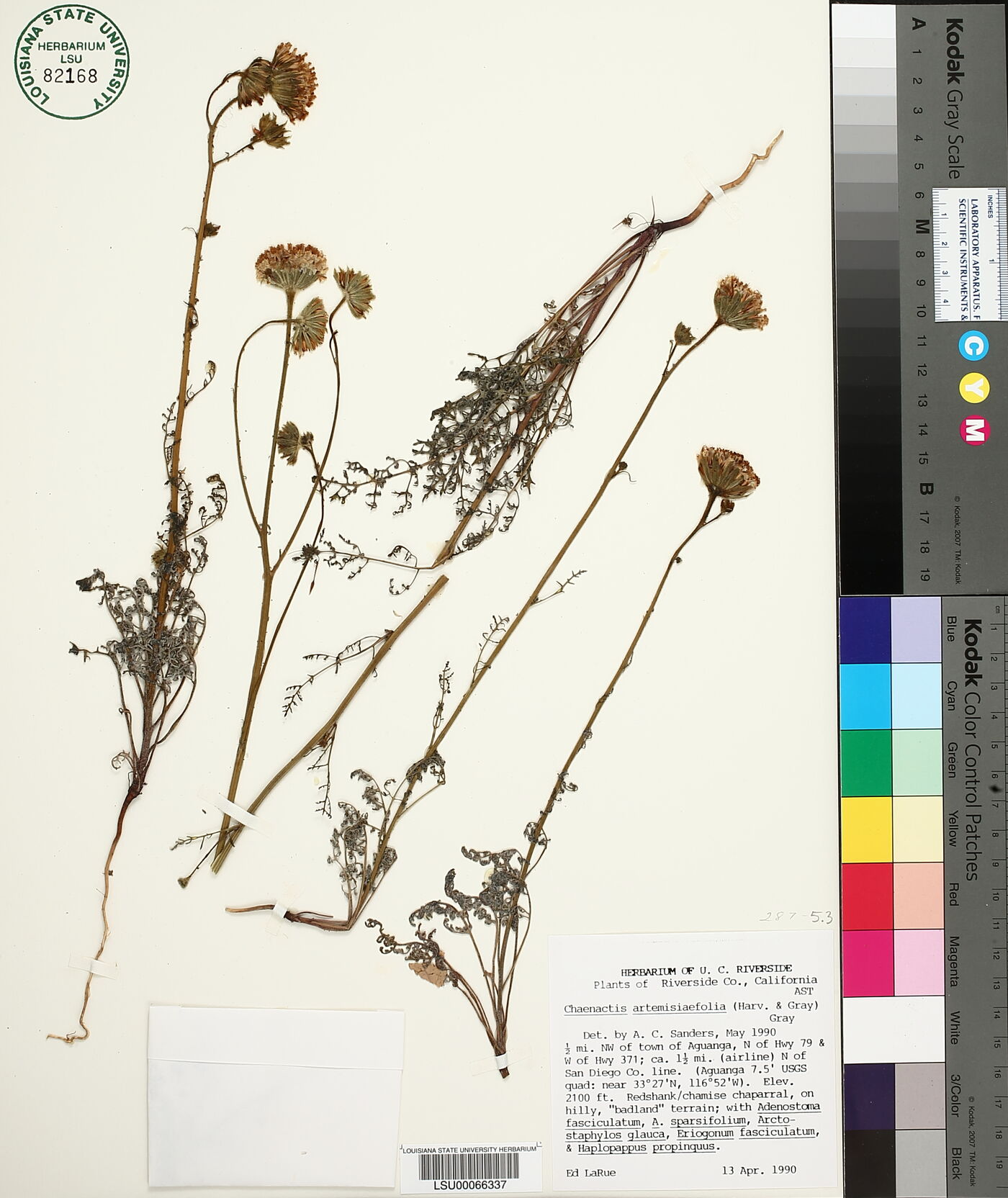 Chaenactis artemisiifolia image