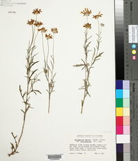 Eriophyllum lanatum var. achillaeoides image