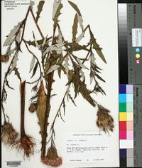 Cirsium pinetorum image