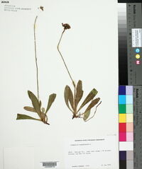 Hieracium aurantiacum image