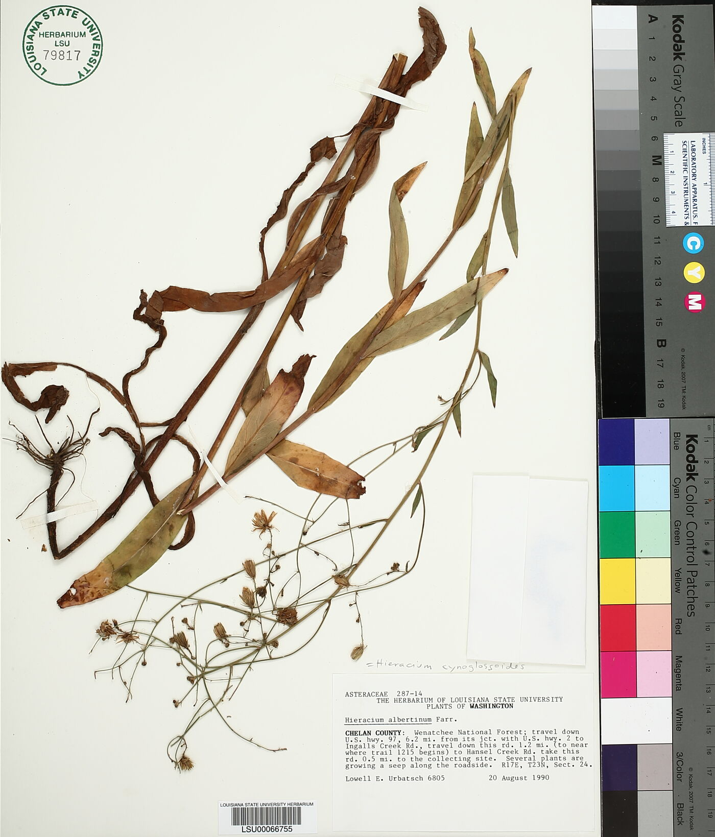 Hieracium cynoglossoides image