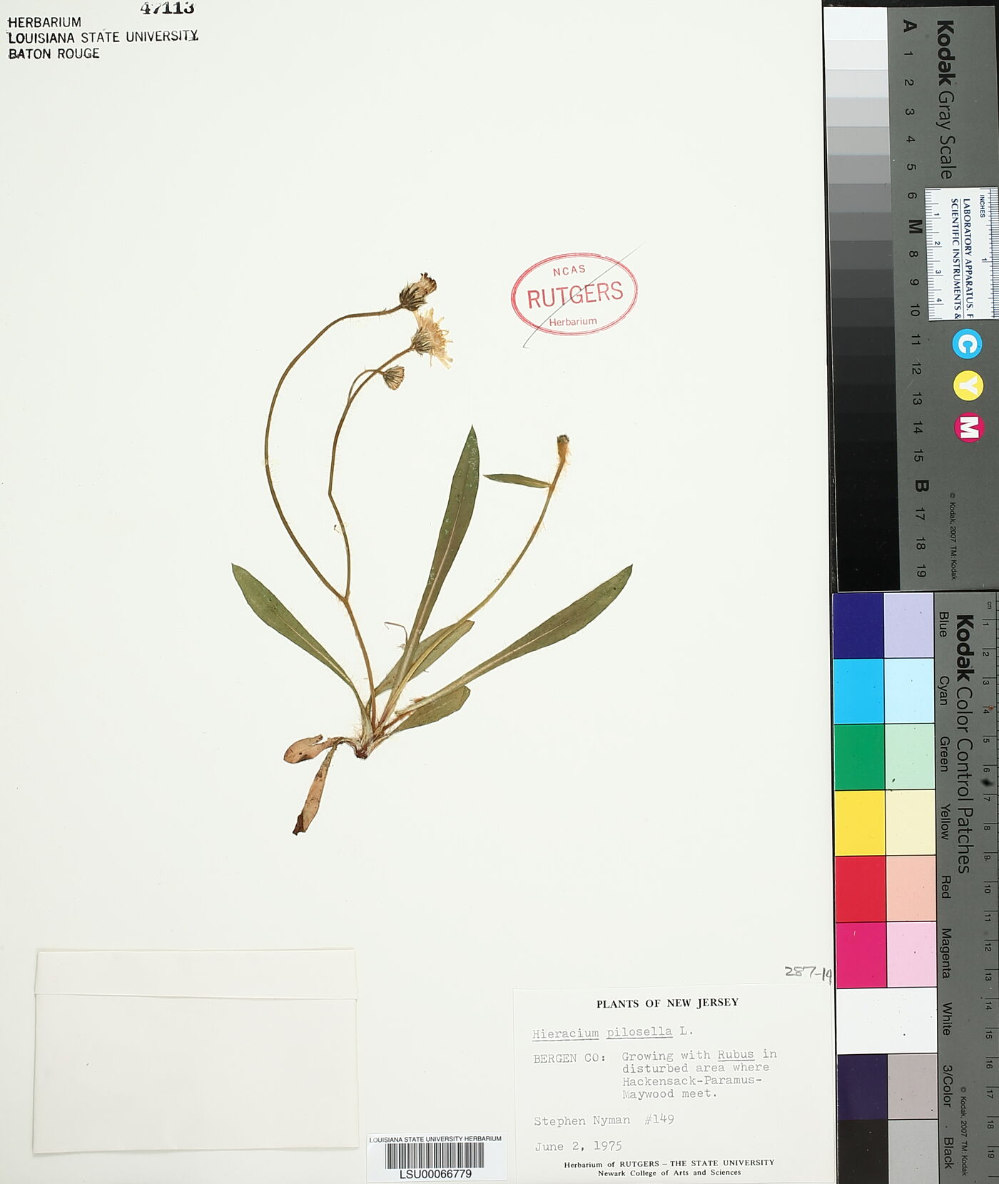 Hieracium pilosella image