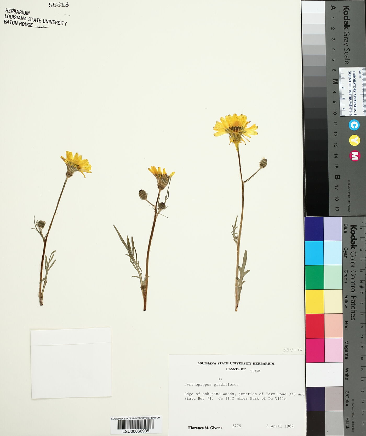 Pyrrhopappus grandiflorus image