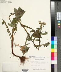 Sonchus oleraceus image