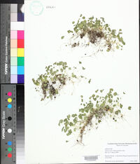 Hydrocotyle sibthorpioides image