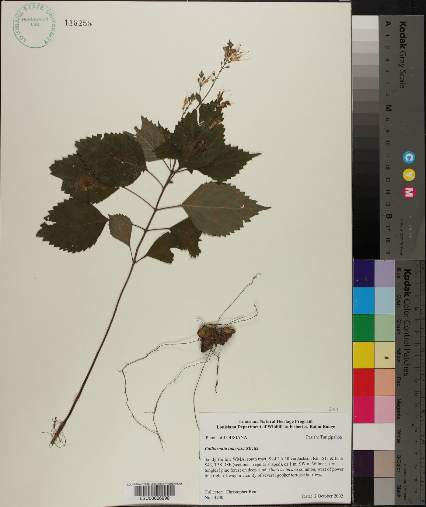 Collinsonia tuberosa image