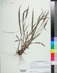 Paspalum setaceum var. setaceum image