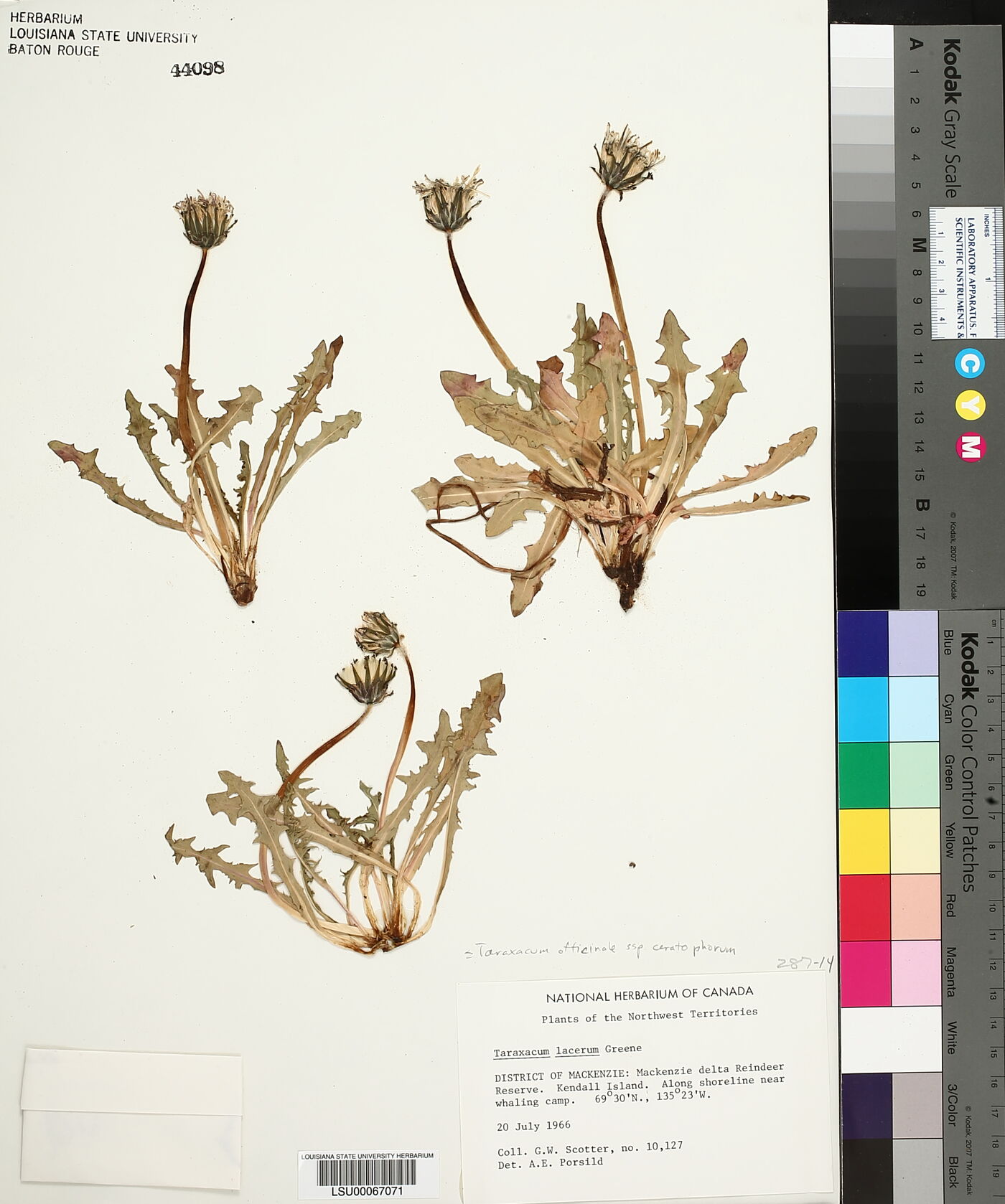 Taraxacum officinale subsp. ceratophorum image
