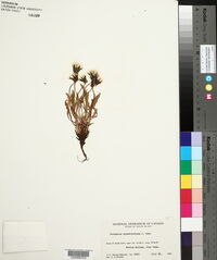 Taraxacum phymatocarpum image