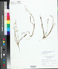 Echinodorus tenellus image