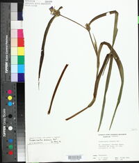 Tradescantia ohiensis image