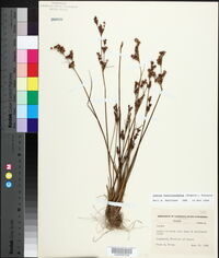 Juncus brevicaudatus image