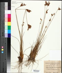 Juncus dichotomus image