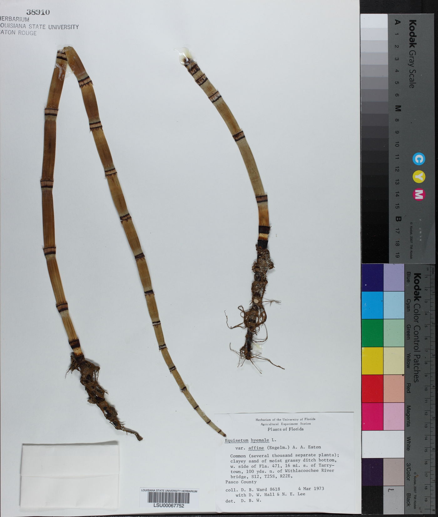 Equisetum hyemale var. affine image