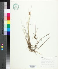 Juncus nodosus image