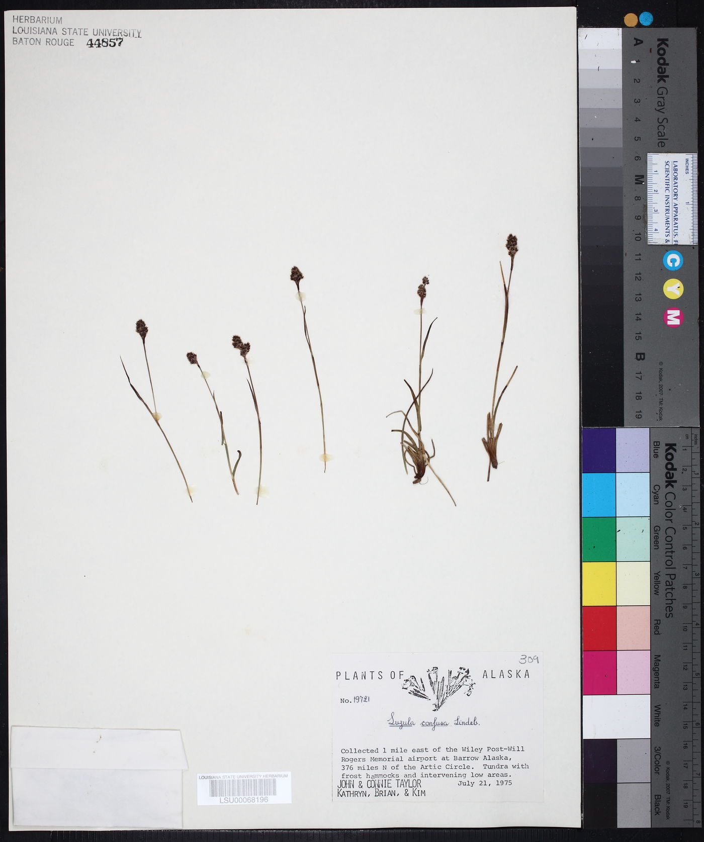 Luzula confusa image