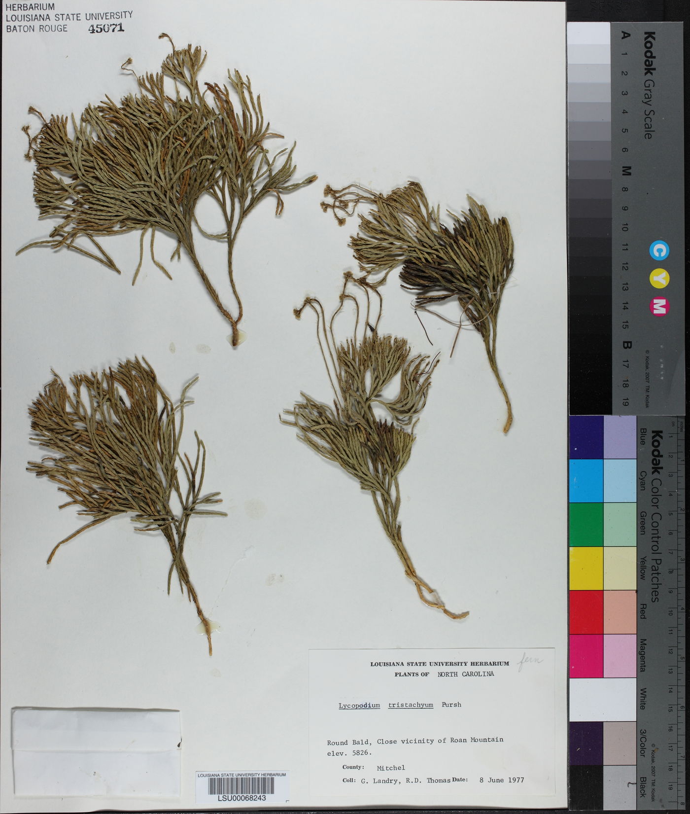 Diphasiastrum tristachyum image