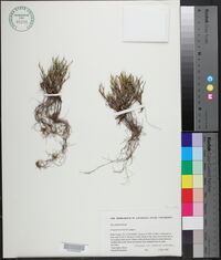 Selaginella arenicola image