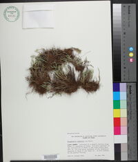 Selaginella arenicola subsp. riddellii image