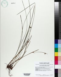 Scleria pauciflora var. caroliniana image