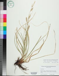 Carex cherokeensis image