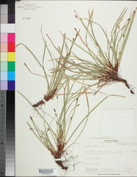 Carex pedunculata image