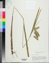 Carex comosa image