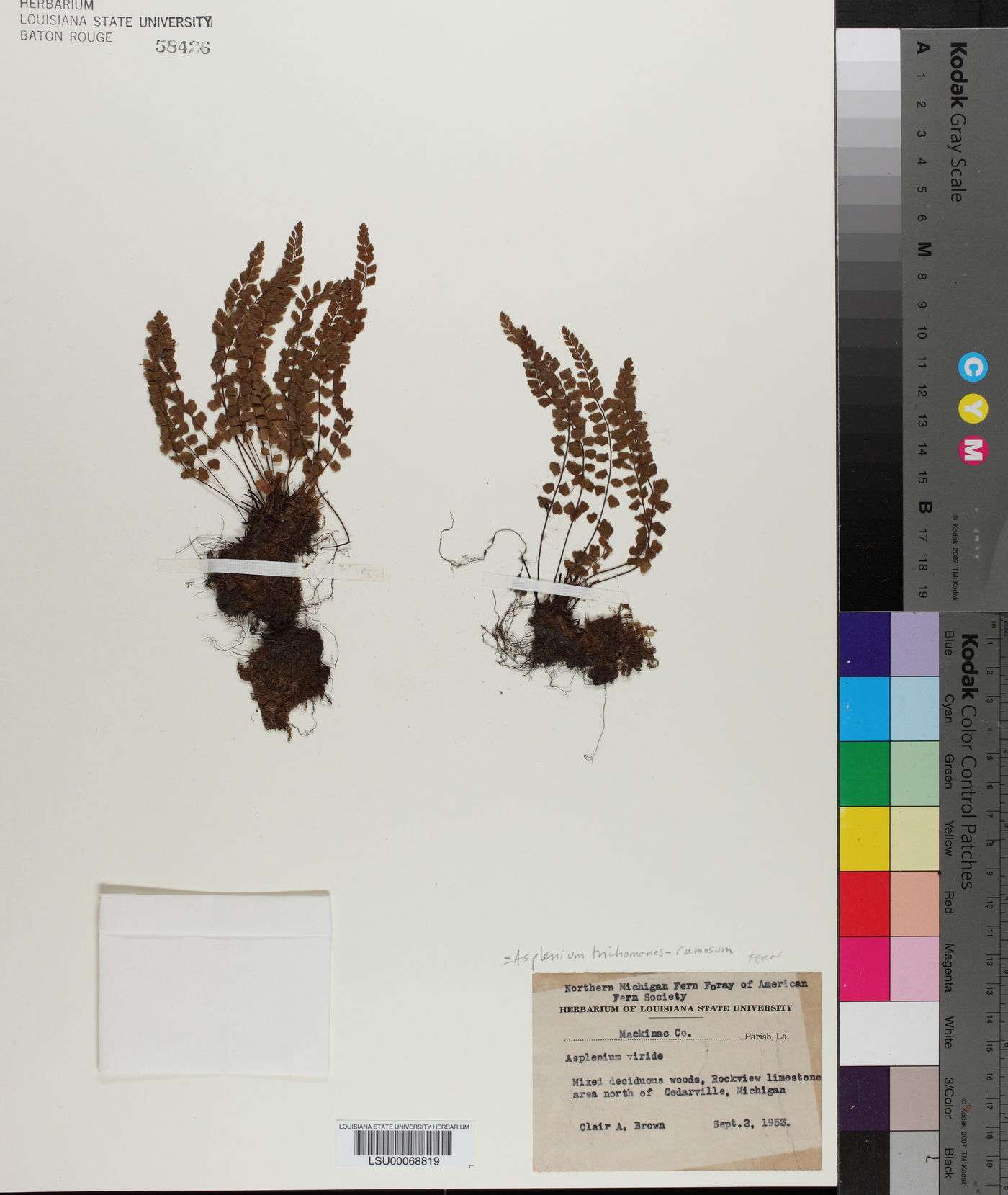 Asplenium trichomanes-ramosum image