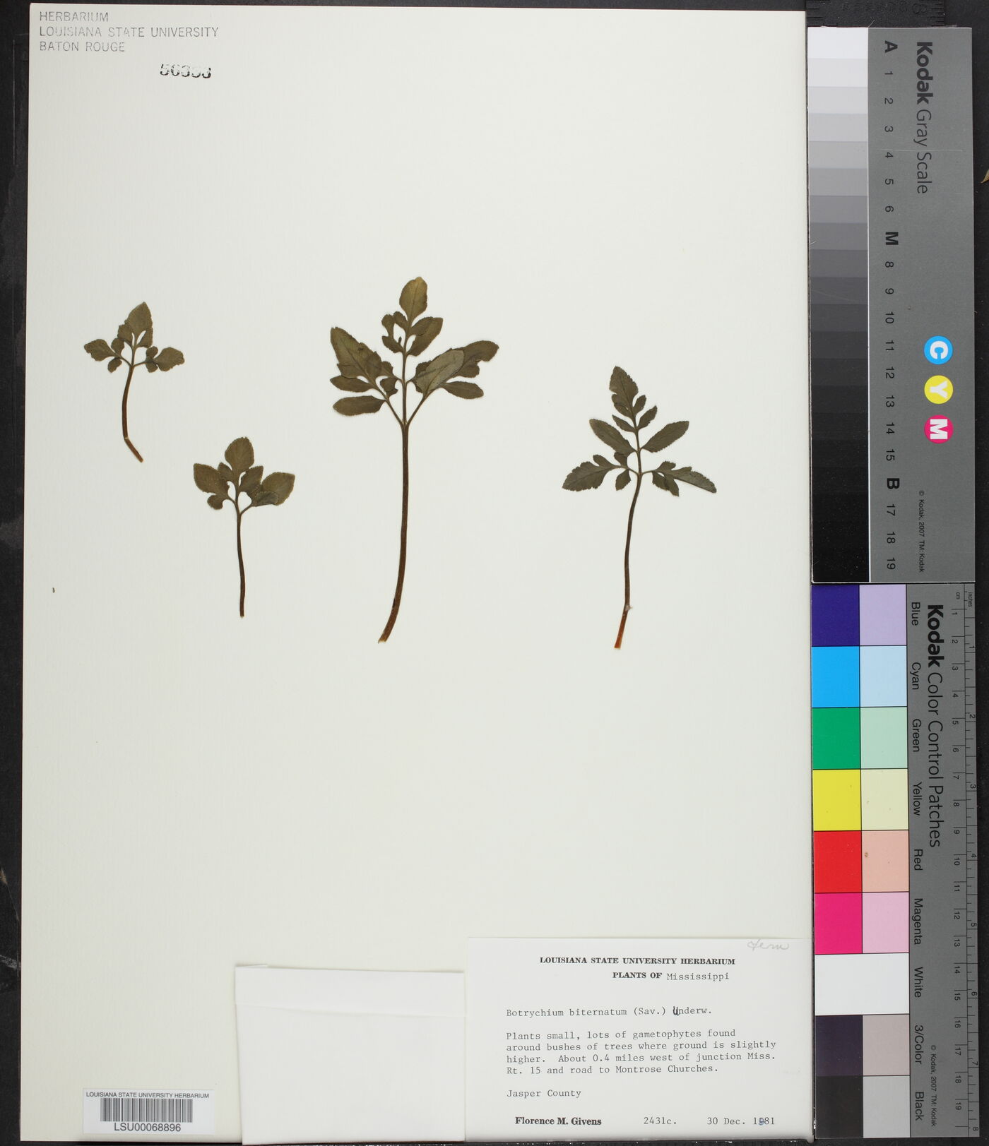 Sceptridium biternatum image