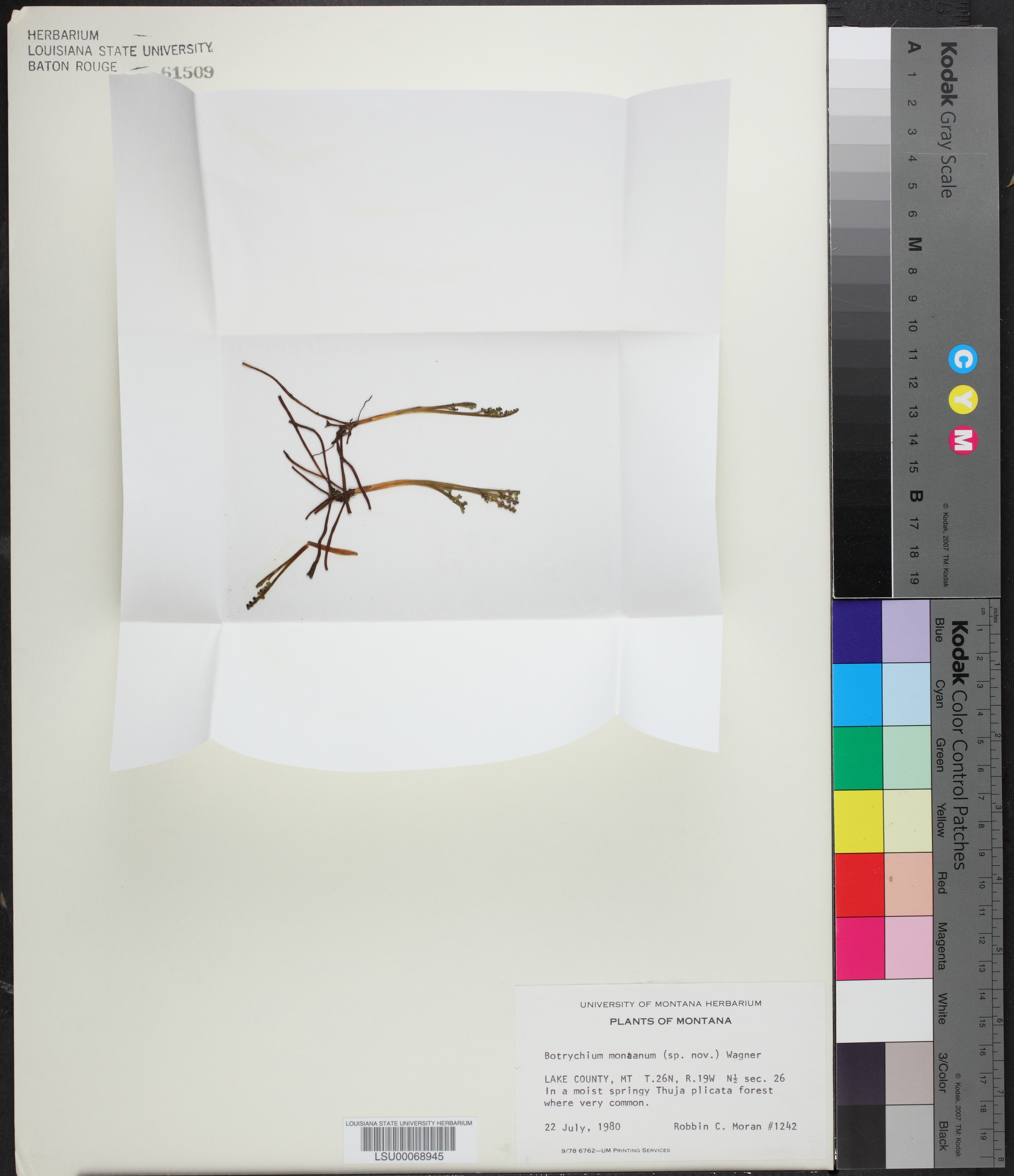 Botrychium montanum thumbnail