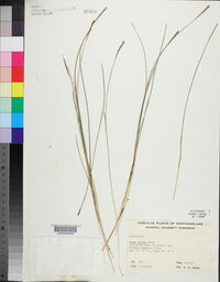 Carex exilis image